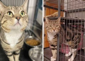 chat refuge effronté avertissement drôle