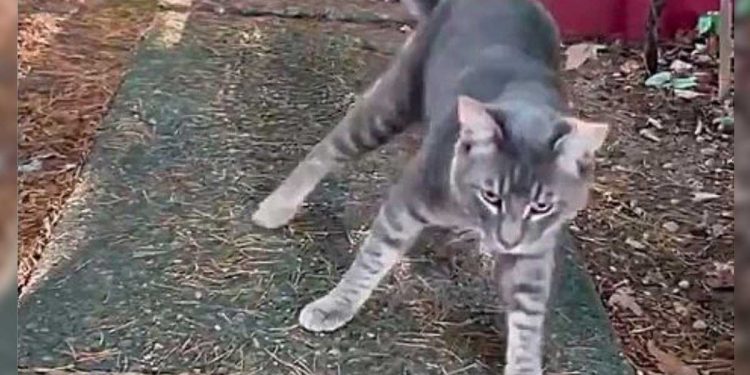 chat titube comme ivrogne chaque pas