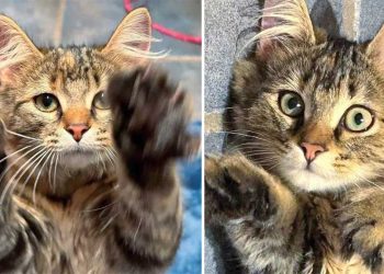 chatte errante amené petits chatons problèmes