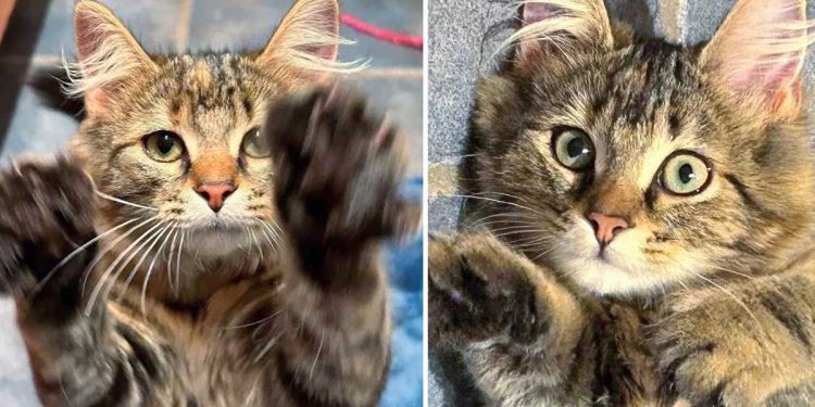 Une chatte errante leur a amené ses petits. Elle devait le faire, un des chatons avait de sérieux problèmes 1 chatte errante amené petits chatons problèmes