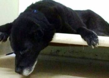chien 14 ans pleure désespérément abandonné