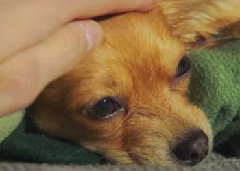 chien affectueux adopté sept fois toujours rendu