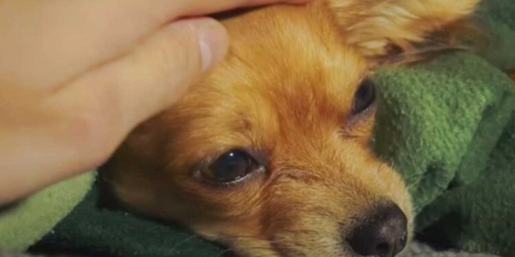 Le chien affectueux est adopté sept fois, mais est toujours rendu : la raison est touchante 1 chien affectueux adopté sept fois toujours rendu