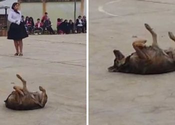 chien break-danceur performance