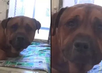 chien cœur brisé filmé pleurer découvert abandonné