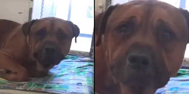 chien cœur brisé filmé pleurer découvert abandonné