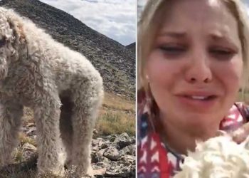 chien disparu accident mortel retrouvailles touchantes