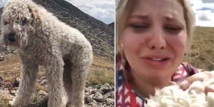 chien disparu accident mortel retrouvailles touchantes