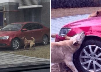 chien frappé homme venger vandalisant voiture