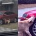 chien frappé homme venger vandalisant voiture