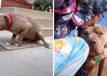 chien maltraité est figé dans la peur