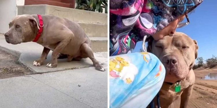 Un chien maltraité est figé dans la peur – la façon dont l'amour d'une femme le transforme l'émeut aux larmes 1 chien maltraité est figé dans la peur