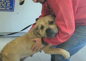 chien maltraité remercie sauveteurs câlin