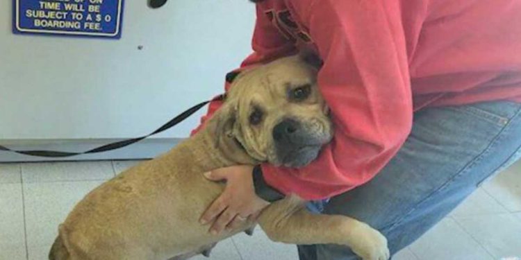 chien maltraité remercie sauveteurs câlin