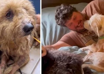 chien retrouvé était dans un état déplorable