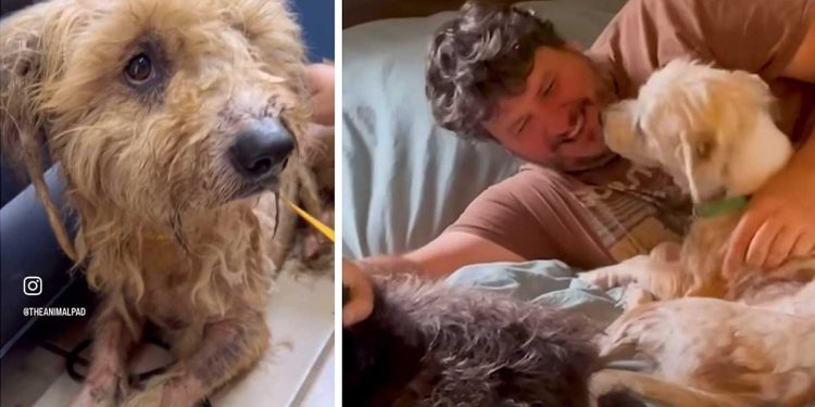 chien retrouvé était dans un état déplorable