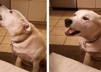 chien se moque humour conversation maître