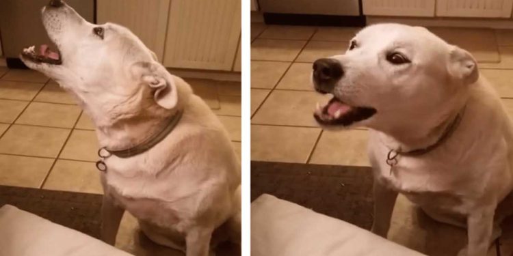 Ce chien se moque avec humour de la conversation de son maître – vidéo 1 chien se moque humour conversation maître