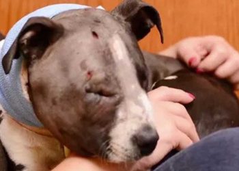 chiot forcé participer combats de chiens