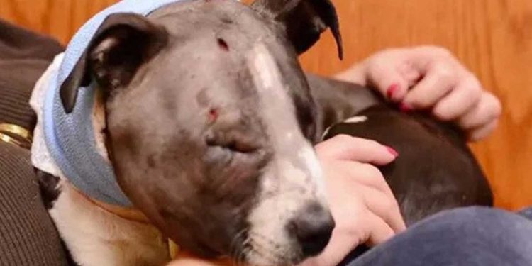 chiot forcé participer combats de chiens