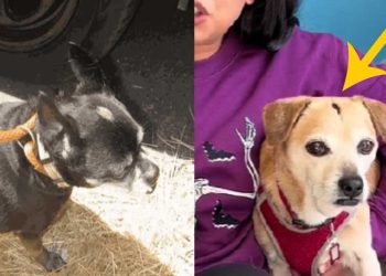 cicatrices identiques tête chiens