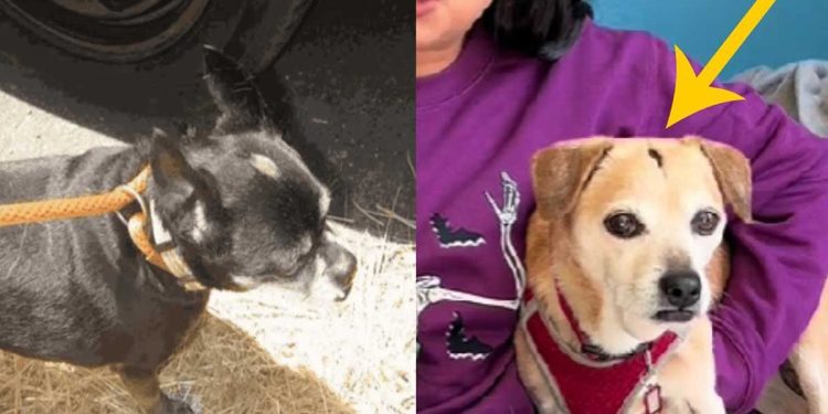 Les gens n'arrêtaient pas de demander d'où venaient les cicatrices identiques sur la tête des chiens. Leur histoire est à glacer le sang 1 cicatrices identiques tête chiens