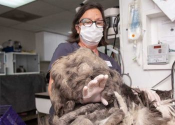 emmêlé ne pouvaient pas comprendre quel animal