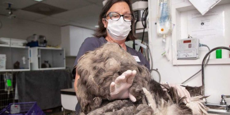 emmêlé ne pouvaient pas comprendre quel animal