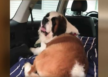 énorme Saint Bernard négligé nouvelle maison réaction