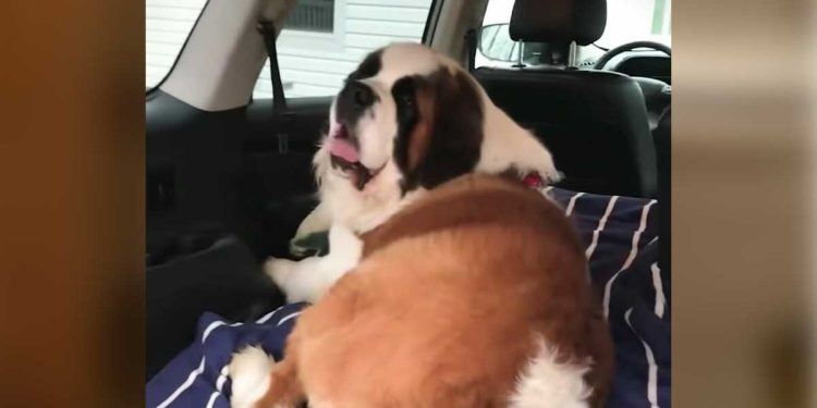 énorme Saint Bernard négligé nouvelle maison réaction