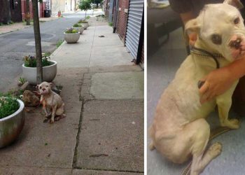 facteur trouvé chien attaché arbre leçon propriétaire