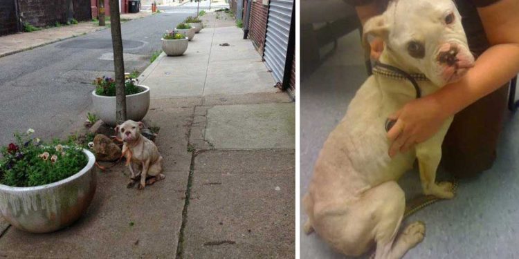 facteur trouvé chien attaché arbre leçon propriétaire