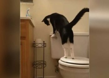 factures eau augmentent chaque mois chat