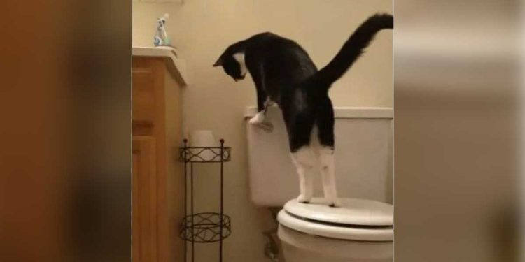 factures eau augmentent chaque mois chat