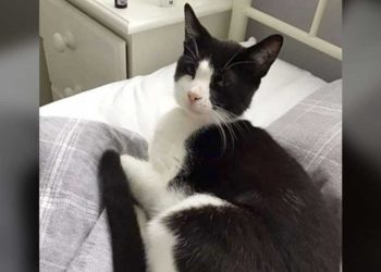 femme se réveille trouve étrange chat allongé lit