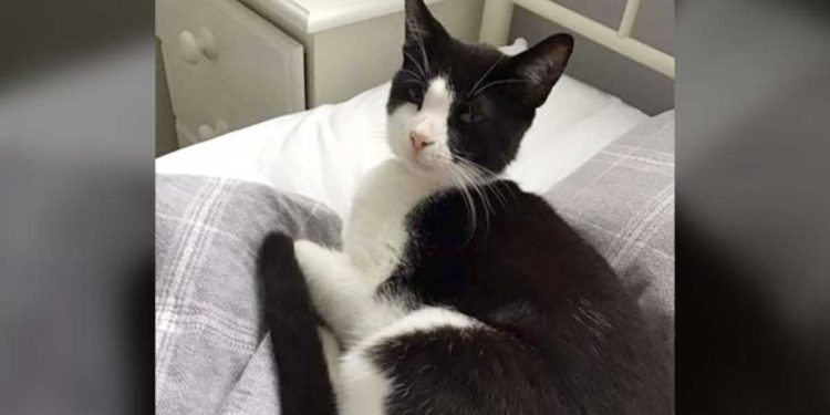 femme se réveille trouve étrange chat allongé lit