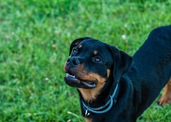 fourrure Rottweiler commencé changer de couleur