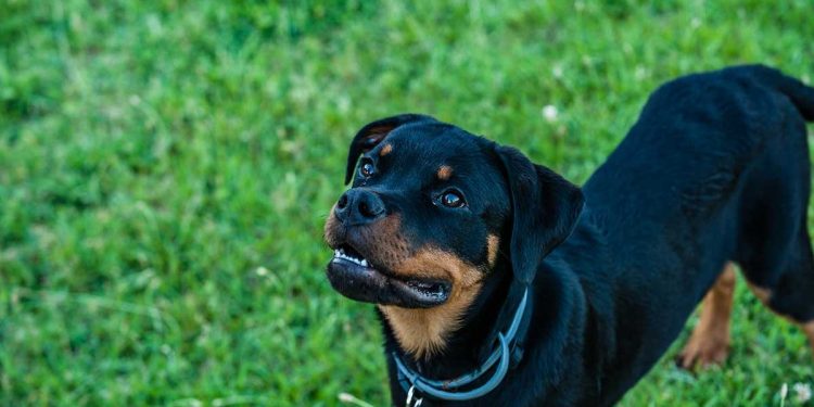 La fourrure du Rottweiler a commencé à changer de couleur. Un diagnostic surprenant du vétérinaire, le soignant ne s'y attendait pas 1 fourrure Rottweiler commencé changer de couleur