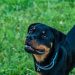 La fourrure du Rottweiler a commencé à changer de couleur. Un diagnostic surprenant du vétérinaire, le soignant ne s'y attendait pas 4 fourrure Rottweiler commencé changer de couleur