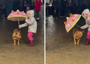 geste touchant fille remarqué chien errant pluie