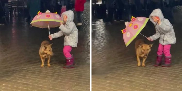 geste touchant fille remarqué chien errant pluie
