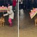geste touchant fille remarqué chien errant pluie