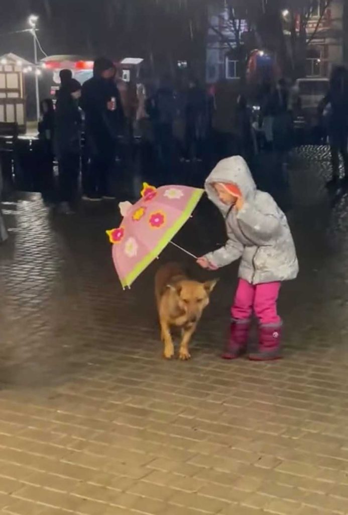 geste touchant fille remarqué chien errant pluie