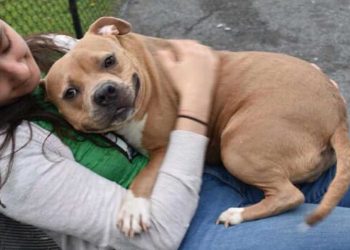 homme ramené chien chenil raison ennuyeuse