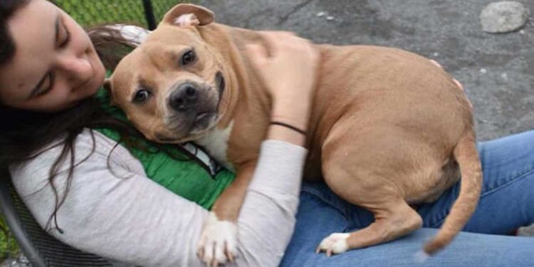 homme ramené chien chenil raison ennuyeuse