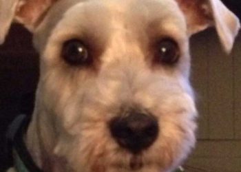 larmes vu chien toiletteur poitrine chien