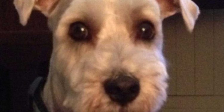 larmes vu chien toiletteur poitrine chien