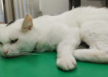 lutte pour la vie de Shiro