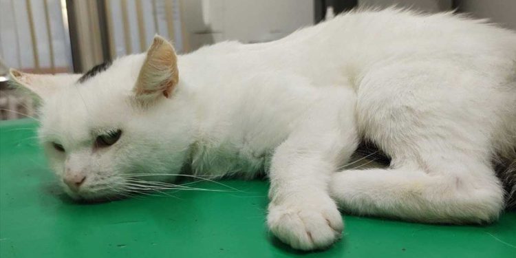 lutte pour la vie de Shiro