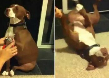 pitbull dramatique simule évanouissement